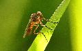 [ pilt: 069X   IMG_4221   .JPG ]